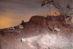 Afrika, ZOO Praha