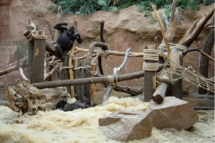 prolézačky, Gorily, ZOO Praha