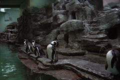 skály, Tučňáci, ZOO Praha
